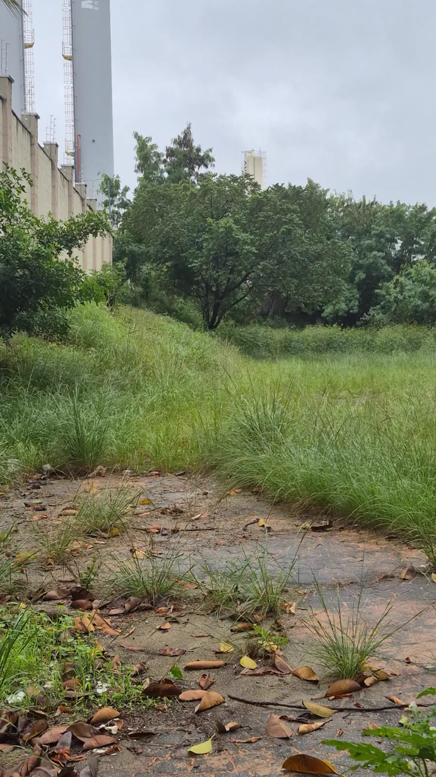 Área externa de condomínio abandonada, tomada por mato alto, passivo ambiental